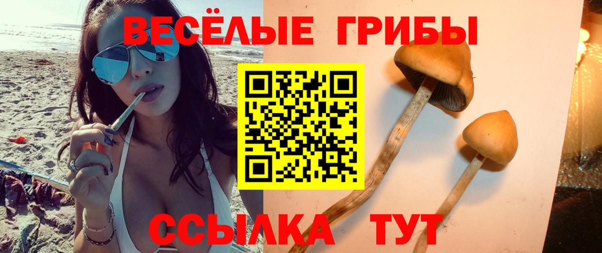 Галлюциногенные грибы Cubensis  Вход с VPN  Кашира 